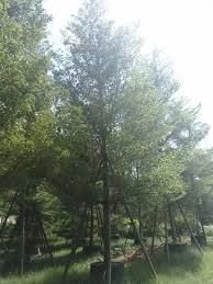 Image result for Terminalia neotaliala