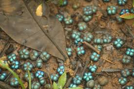 Image result for Margaritaria