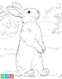 pin on رسم ارنب للتلوين