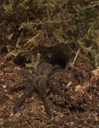 Chilobrachys Kaeng Krachan Spidernetzs Webseite Vogelspinnen Spinne Vogelspinne