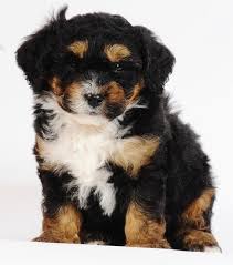Big dogs dogs and puppies dog love puppy love puppy brother mini bernedoodle giant teddy bear dog milk super cute animals. Pin By Tamara Bowman On Mad About Animals Dogs Bernese Mountain Dog Poodle Cute Dogs
