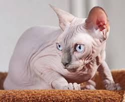Sphynx, like cats of its breed, is covered with patches of brown and black fur covering its white coat. Category Sphynx Cat Wikimedia Commons
