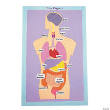 Organs Of The Human Body Giant Sticker Scenes Oriental Trading
