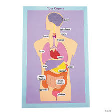 Other important accessory organs in this organ system are the salivary glands, liver, pancreas and gallbladder. Organs Of The Human Body Giant Sticker Scenes Oriental Trading