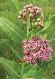 Image result for Asclepias aurea
