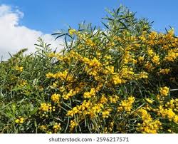 Image result for Fabaceae subfamily Mimosoideae