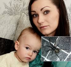 False widow spider scare: Mother Sadie Perry finds daughter Ava clutching  flesh-eating arachnid
