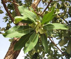 Image result for Terminalia macroptera