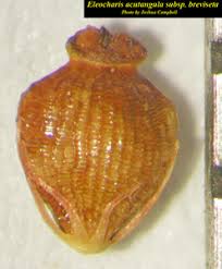 Image result for Eleocharis acutangula