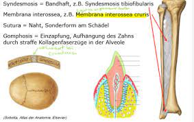 Sie besteht aus bindegewebe (z. Knorpel Und Gelenke Flashcards Quizlet