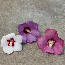 LIL' KIM® Rose of Sharon