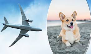 Find american airlines flights to hawaii and book your trip! American Airlines Mistakenly Send Dog On 3 000 Mile Trip To Hawaii Travel News Travel Express Co Uk