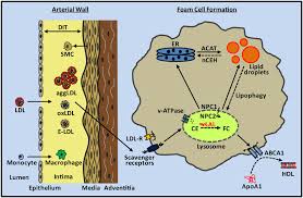 Image result for Lipase