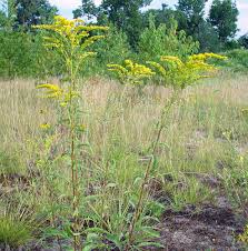 Image result for Solidago juncea