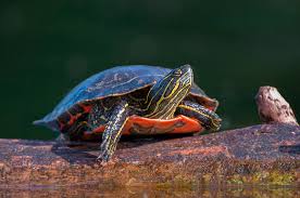 Resultado de imagen de tortugas pintadas