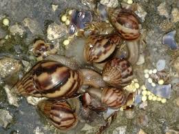Las páginas en este sitio sobre cuidar caracoles como mascotas sólo cubren los caracoles gigantes africanos del género achatina. Hallan Mas De 400 Ejemplares De Caracol Gigante Africano En Las Tunas