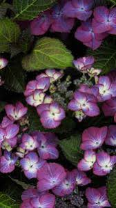 Check spelling or type a new query. Hydrangea Macrophylla Dark Angel Purple Buy Online Uk