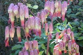 Image result for Bryophyllum