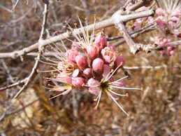 Image result for Combretum acutifolium