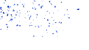 Sakura leaves falling gif transparent. Falling Sakura Petals Cherry Blossoms Stock Footage Video 100 Royalty Free 3482057 Shutterstock