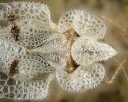 Image result for Pycnostachys ciliata