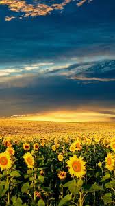 Zonnebloemen Met Mooie Lucht Achtergronden Zonnebloemen Mooie Achtergronden