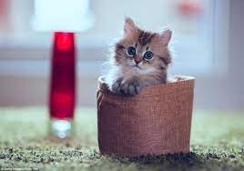 Pemilik kucing ini memiliki 3 ekor kucing, dan kucing yang paling. Daisy Anak Kucing Parsi Yang Comel 9 Gambar