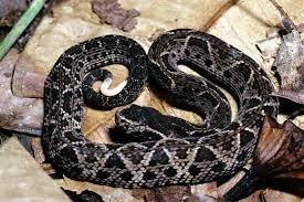Cobra Jararacucu Bothrops Jararacussu Cobra Snake Poisonous Snakes Snake Facts