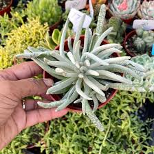 Image result for Caputia