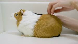 Adjust the volume based on what you hear 😊 let me know if you liked the video. Pet Guinea Pig Nibbling Cucumber Stock Footage Video 100 Royalty Free 16430584 Shutterstock