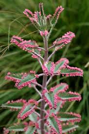Esta Planta E Conhecida Como Borboletas Rosa Ela E Uma Hibrida Entre Especies Do Genero Kalanchoe Uma Suculenta Bem Famosa Por Ser Usada Como Planta Suculentas