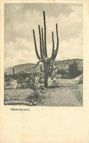 Cacti, saguaro national park, arizona. C 1908 Giant Cactus Phoenix Arizona Rppc Photo Postcard Undivided 4114 Ebay