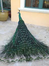 Bird Without Tail Feathers Pin On Peacocks