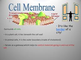 Check spelling or type a new query. 2 2 With More Advanced Microscopes Scientists Discovered That All Cells Can Be Grouped Into Two Types Prokaryotic Cells Eukaryotic Cells Cell Types Ppt Download