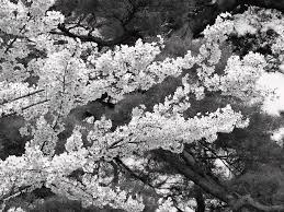 Cherry blossom flowers against pine tree, Hiraizumi, Iwate Prefecture,  Japan Photograph by Panoramic Images - Pixels