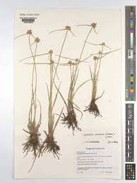 Image result for Hypolytrum goetghebeur