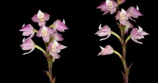 Image result for Polystachya valentina