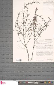 Image result for Aeollanthus ukamensis