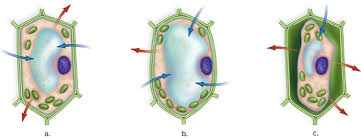 Check spelling or type a new query. In The Attached Figure Which Cell Exhibits The Chegg Com