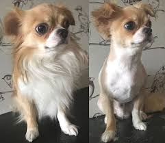 Long haired chihuahuas may be tiny, but they are hugely popular! 10 Best Long Haired Chihuahua Haircuts The Paws Dog Haircuts Long Haired Chihuahua Chihuahua