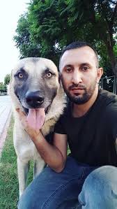 Kangal Dog