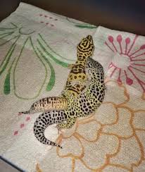 Boom Blake And Laila Have Made It Official Babies Coming Soon Leopardgecko