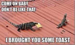 Lizards With Toast Funny Animal Memes Best Funny Pictures Funny Animal Pictures