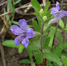 Image result for Dyschoriste radicans