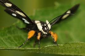 We did not find results for: Maryland Biodiversity Project Eight Spotted Forester Moth Alypia Octomaculata