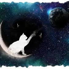 White Cat Dreams Whitecats Catlovers Catsinspace Cats Space Digitalart Catart Fluffy Black Cat White Cat Dream Art