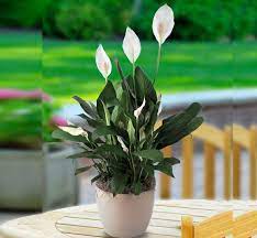 The peace lily is a classic house plant. Spathiphyllum Or Peace Lily Buy Indoor And Outdoor Plants Green Souq