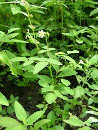 Image result for Oxalis barrelieri