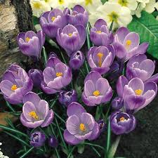 Order flowers by 10pm weekdays, 9pm weekends for free next day flower delivery in the uk Crocus Remembrance A Really Good Variety Should Start Flowering In February Crocus Pretty Flowers Rare Flowers