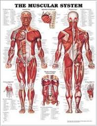 Human anatomy is a fascinating subject and one that is relevant for doctors, artists, physical therapists, and just those interested in what we're made of. The Muscular System Anatomical Chart Anatomical Chart Company 9781587790362
